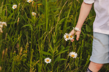 Child picking daisies in a field