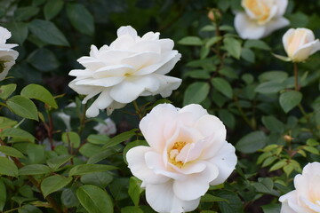 white roses in garden