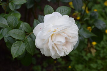 white rose in the garden