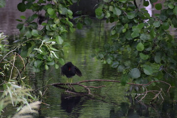 a black swan in the lake