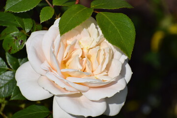 white rose on a green background