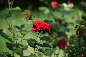 beautiful red roses in the garden