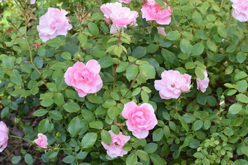 pink hydrangea flowers