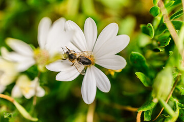 Bee on a white daisy in spring. Natural harmony, pollination process and ecological balance in close-up.