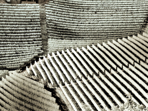 Italy, Pedemonte, Langhe. Vineyards in the Barolo area