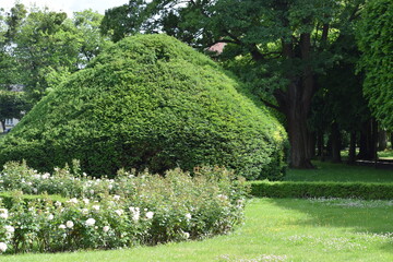 garden with flowers and trees