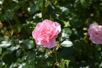 pink rose in garden