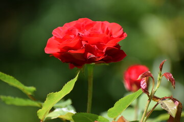 beautiful red rose in the garden