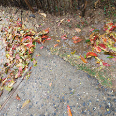 Autumn leaves and puddles on a wet sidewalk