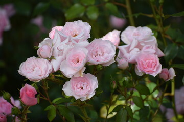 pink hydrangea flowers