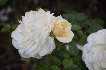 yellow rose in the garden