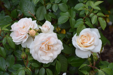 white roses in garden
