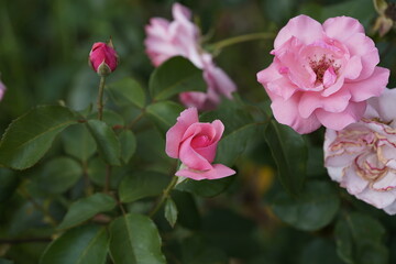 pink valentine rose and rose buds