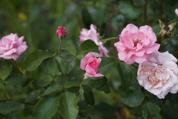 Obraz premium pink valentine rose and rose buds