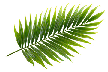 Obraz premium Green palm leaf realistically rendered, transparent background, highlighting botanical summer design element for graphic compositions