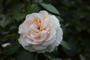 yellow rose in garden