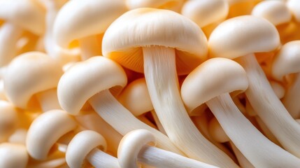 A detailed close-up shot featuring a cluster of white mushrooms, highlighting their delicate shapes and textures in a natural, appealing arrangement.