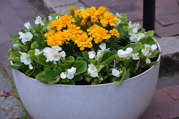 colorful flowers in pots