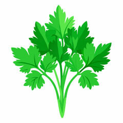 parsley isolated on white background