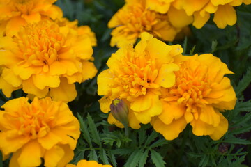 Fototapeta premium yellow flowers in the garden
