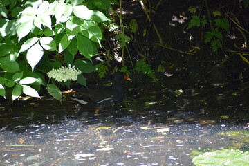 chicken in the water near the shore