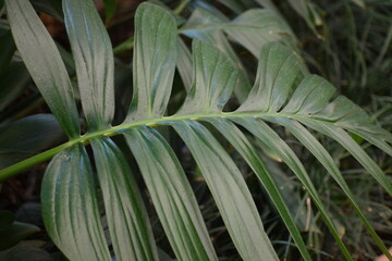 close up of green leaves