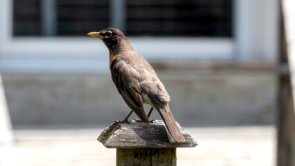 American Robin rests on the fence