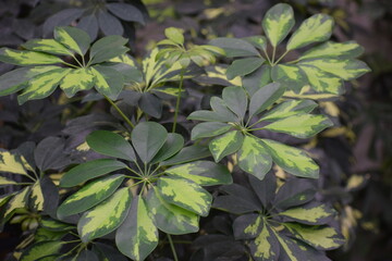 green leaves in the garden