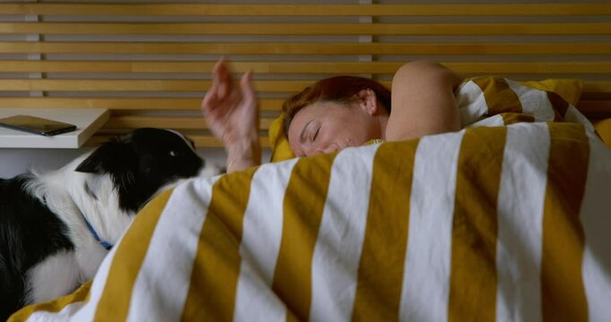 Border collie dog wakes up an adult woman in her bedroom bed.