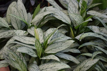 mint leaves in the garden