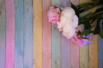 Bouquet of pink and white peonies placed on a wooden pastel background. Top view floral composition...