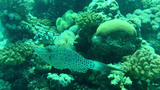 underwater scene of file fish in red sea