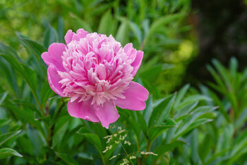 Pink peony flower in the garden, shallow depth of field.