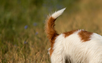 Dog tail and back, smelly anal glands or dog pooping, diarrhoea concept