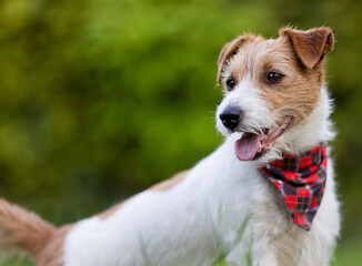 Cute panting dog puppy with bandana in summer. Pet purchase and ownership concept.