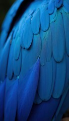 Obraz premium Close-up of vibrant blue bird feathers, soft texture , teal, macro photography