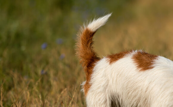 Dog tail and back, smelly anal glands or dog pooping, diarrhoea concept