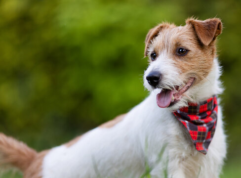 Cute panting dog puppy with bandana in summer. Pet purchase and ownership concept.