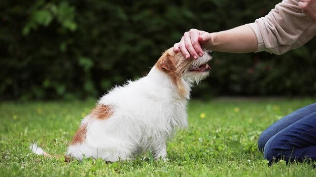 Owner petting her cute small dog. Trust and love of human and pet.