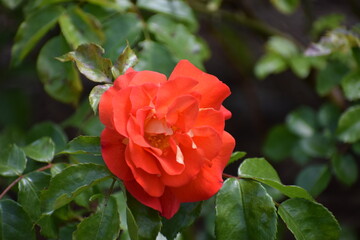 beautiful red roses in the garden