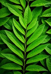 Fototapeta premium Close up of a green leaf on a black background