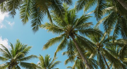 palmeras en verano en una playa de méxico  