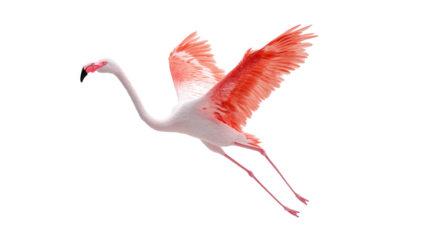 Flamingo in Flight with Vibrant Pink Feathers on Transparent Background

