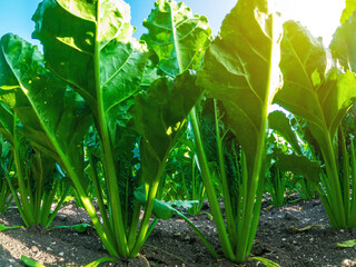 Friont view of green sugar beet leaves illuminated by sun. Agricultural background of sugar beets. Close up.