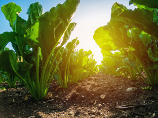 Sunlight through green tops of sugar beets growing in field. Low angle view. Production of crystal...