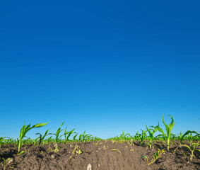 Bottom view of green corn field against blue sky. Green corn seedlings leaning from wind. Agricultural landscape.