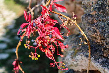 red and yellow flowers