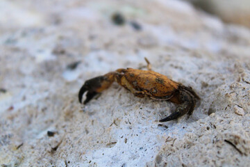 crab on the beach