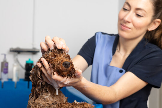Groomer gently washes a brown poodle's head with shampoo in a pet grooming salon