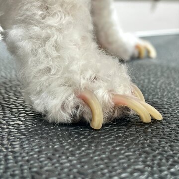Close up of a dog&rsquo;s paw with overgrown nails, ideal for veterinary advice, pet grooming tutorials, and animal wellness content.